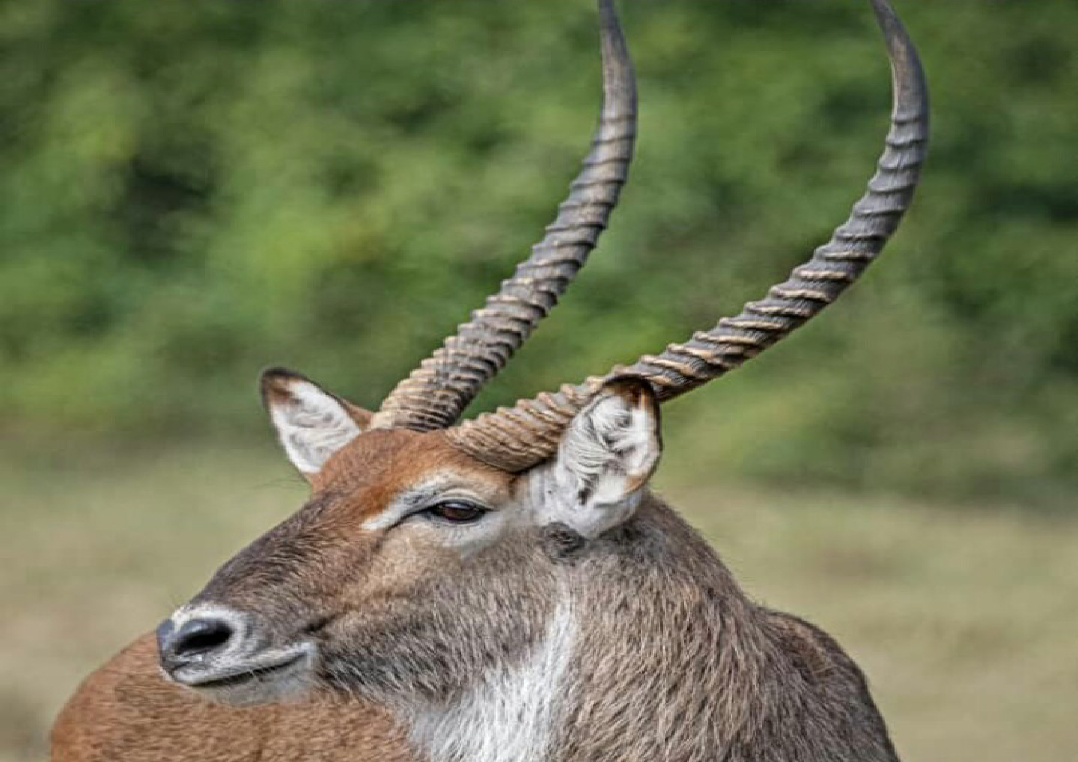 Tekisel Safaris Uganda 19