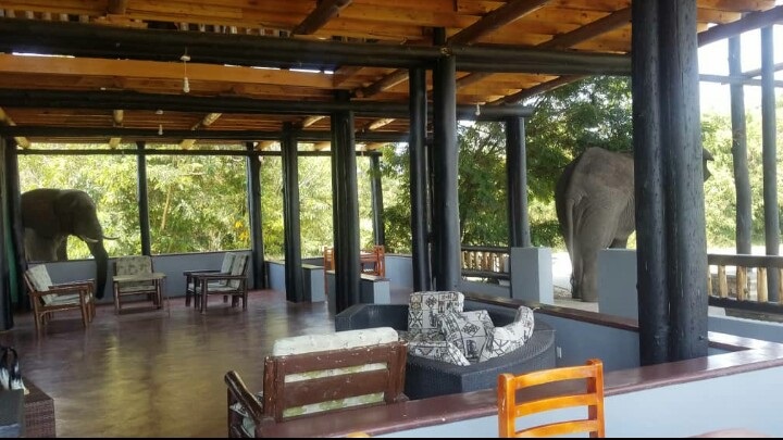 Wildlife safari photo 3
