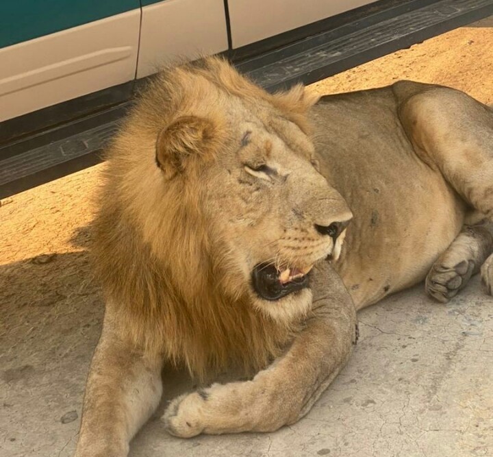 Wildlife safari photo 4