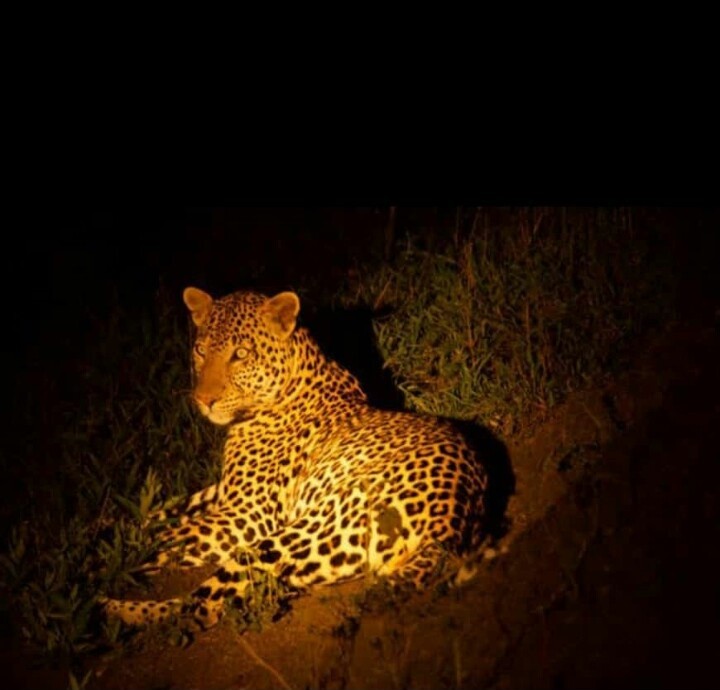 Wildlife safari photo 5