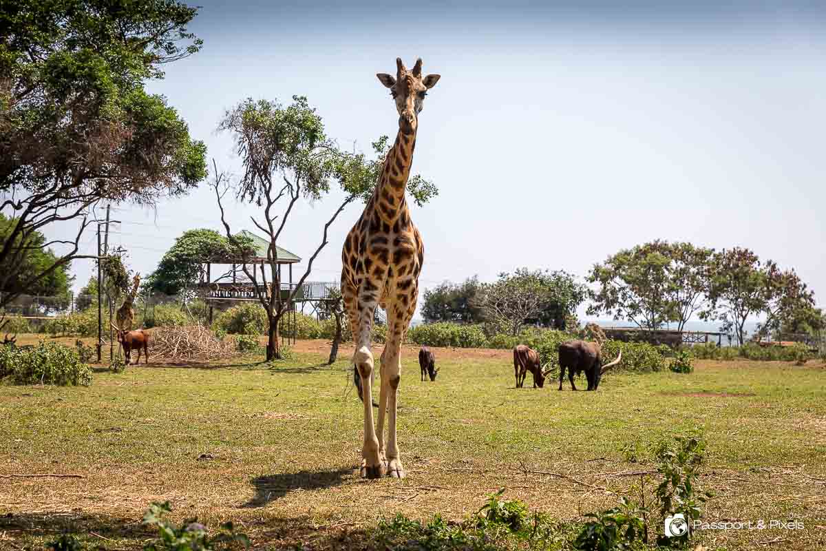 Tekisel Safaris Uganda 12
