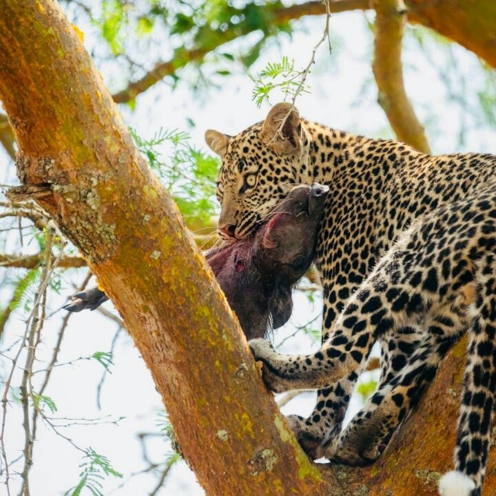 Kibale National Park