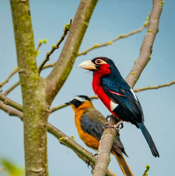 Tekisel Safaris Uganda 40