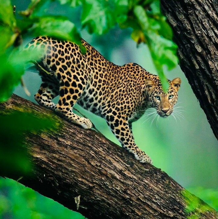 Tekisel Safaris Uganda 42