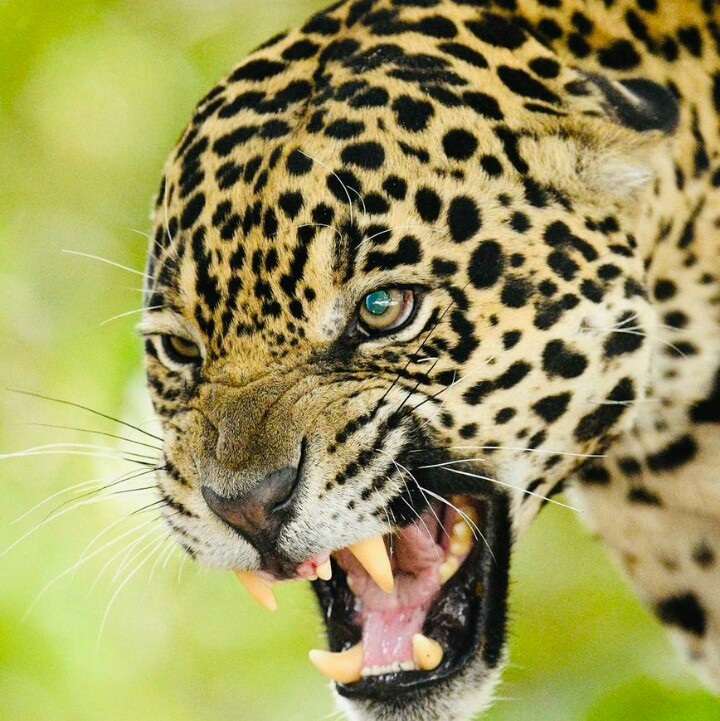 Tekisel Safaris Uganda 43