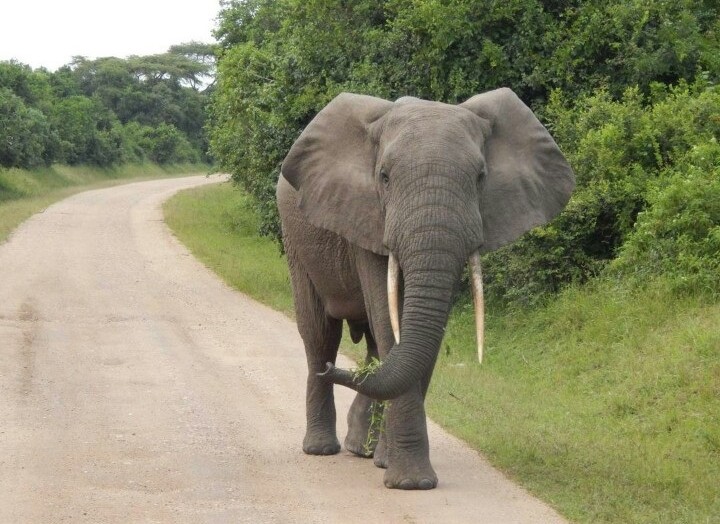 Queen Elizabeth Wildlife Safari