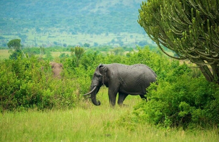 Tekisel Safaris gallery photo 2