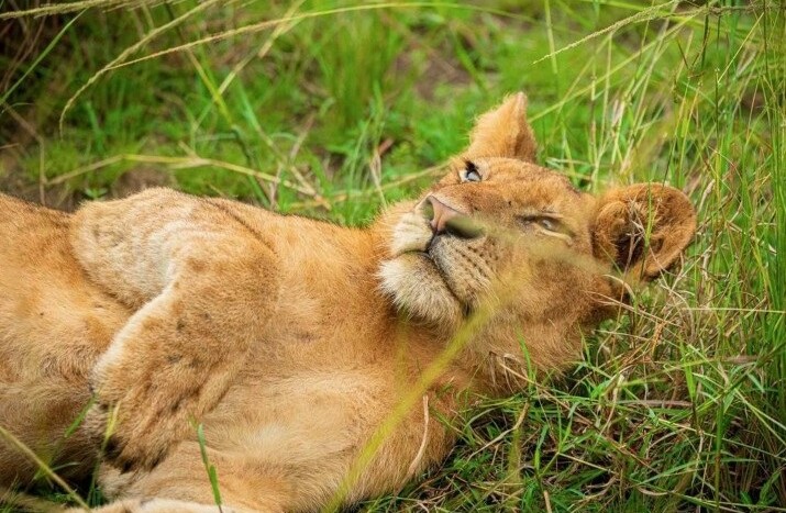 Tekisel Safaris gallery photo 3