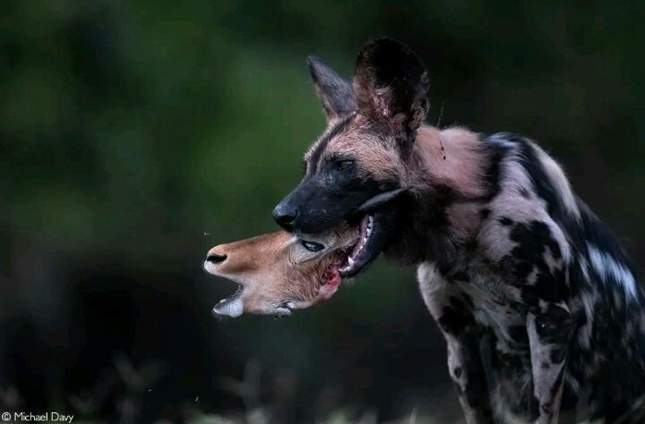 Tekisel Safaris gallery photo 6