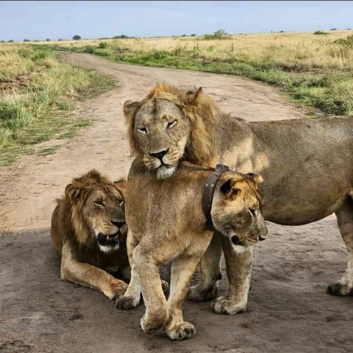 Tekisel Safaris Uganda 58