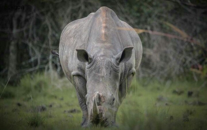 Tekisel Safaris Uganda 60