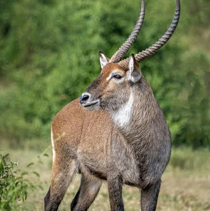 Lake Mburo National Park