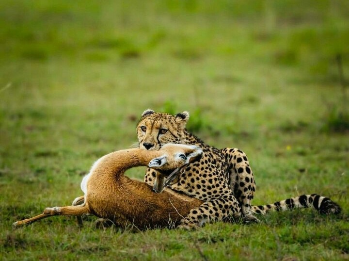 Murchison Falls National Park